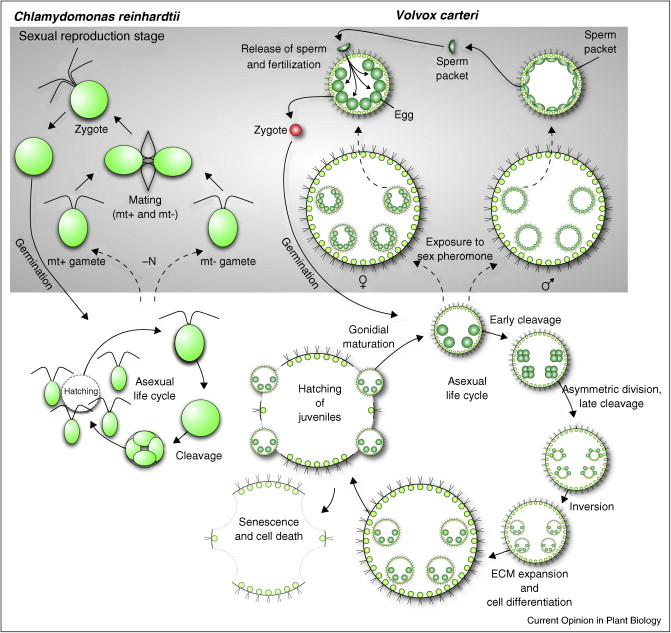 taxo4254 Volvox cateri (F. Stein 1873)
